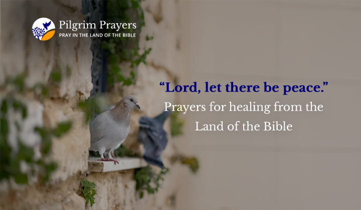 A dove perched on a stone wall in Jerusalem, a gentle symbol of peace and prayer amid conflict in the Holy Land.