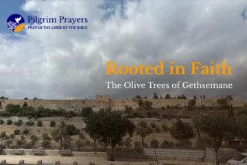 Ancient olive tree in the Garden of Gethsemane with twisted trunk and green leaves, symbolizing endurance and faith.