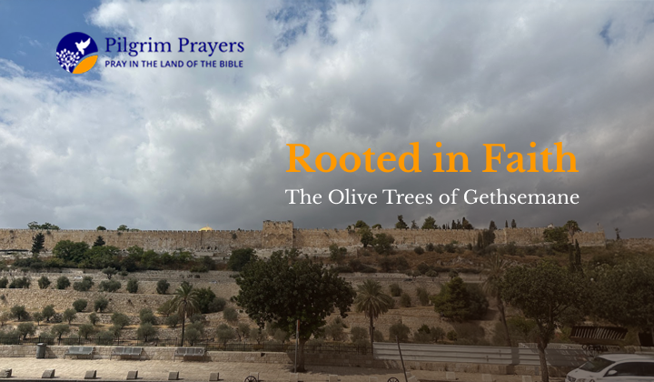 Ancient olive tree in the Garden of Gethsemane with twisted trunk and green leaves, symbolizing endurance and faith.