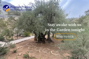 Ancient olive trees in the Garden of Gethsemane on the Mount of Olives in Jerusalem at night, representing Maundy Thursday and Jesus’ prayer