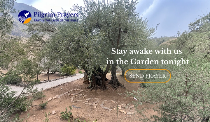 Ancient olive trees in the Garden of Gethsemane on the Mount of Olives in Jerusalem at night, representing Maundy Thursday and Jesus’ prayer