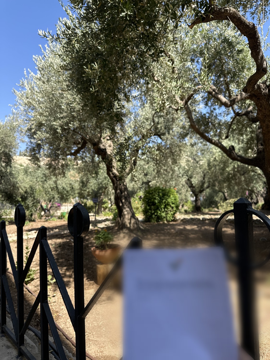 The old olive grove at Gethsemane, a prayer held up at the railing