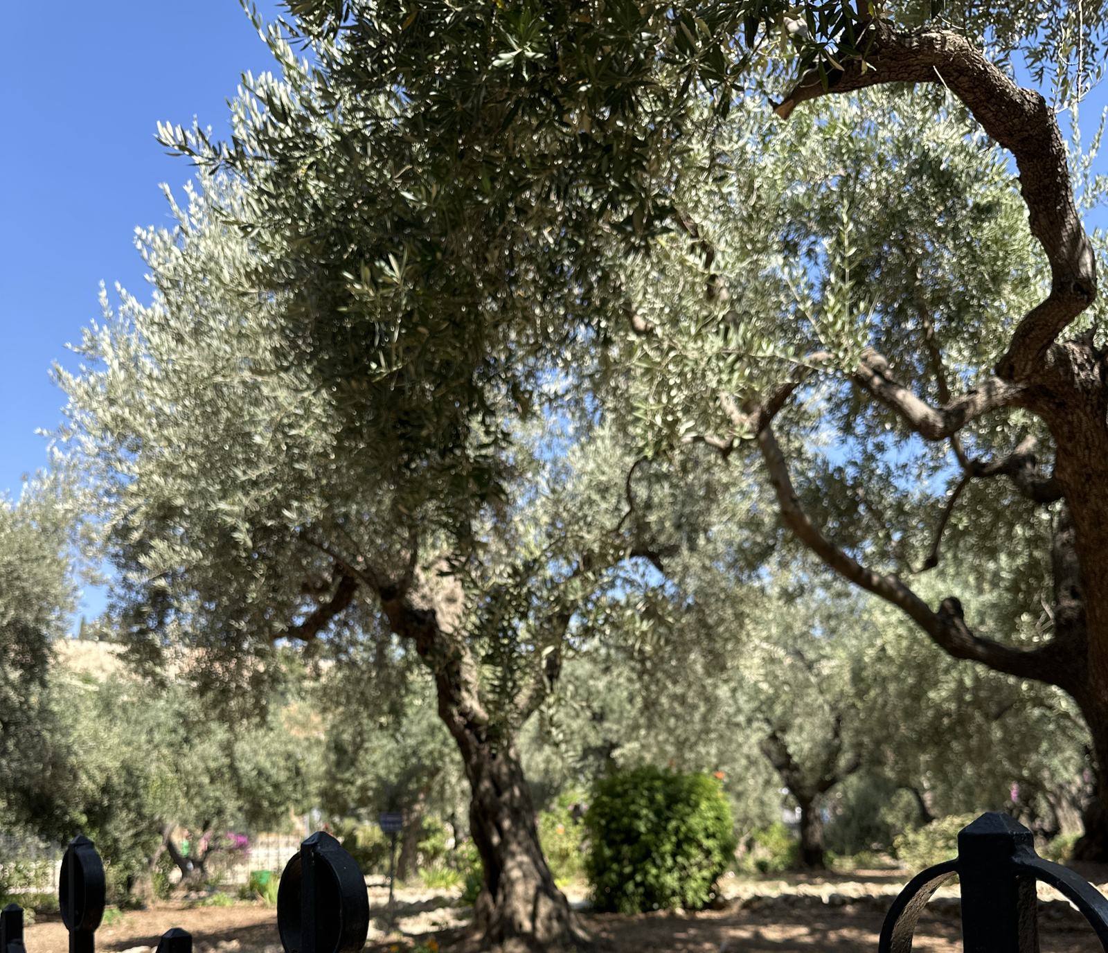 Ancient olive trees in the Garden of Gethsemane