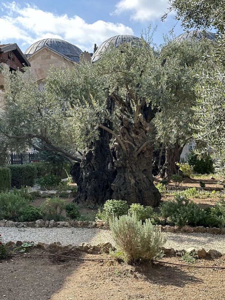 Ancient olive trees at Gethsemane with the domes of the Church of All Nations behind