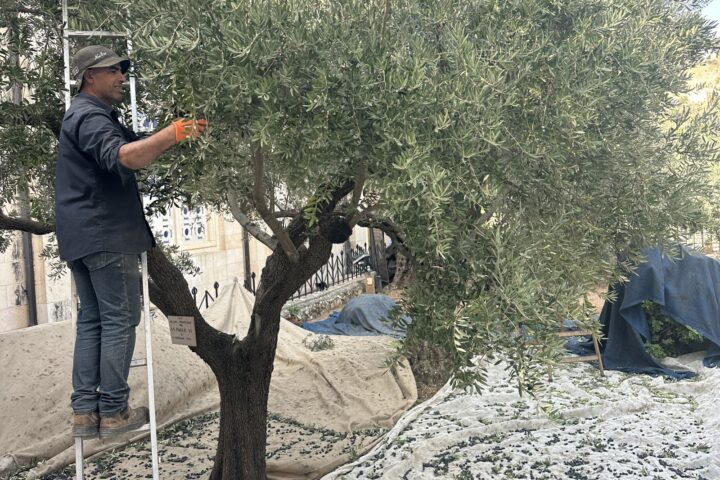 A gardener on a ladder harvesting olives in the Garden of Gethsemane, nets spread beneath the tree